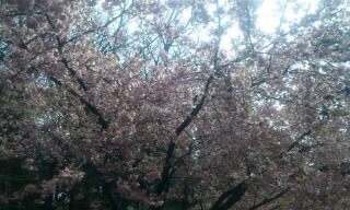 sakura.jpg sakura.jpg